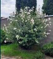 Растение Пион древовидный d32/h40 Растение Пион древовидный d32/h40