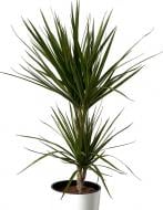 Растение Драцена Маргината 2 гг d19/h90