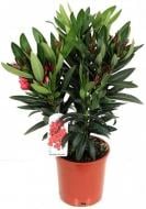 Растение Нериум d17/h65