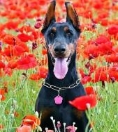 Набор со стразами на подрамнике GoToArt Доберман 30x40 см 177296