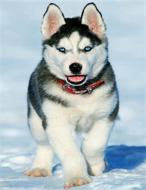 Набор со стразами на подрамнике GoToArt Хаски 30x40 см 187022