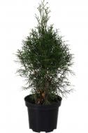 Растение Туя западная Смарагд С2