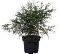 Растение Туя западная Глобоса С2