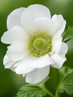 Корнеклубень TUBERBULB Export B.V. анемоны Брайд 5 шт.