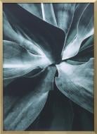 Картина try Sucullent 50x70 см Styler OB-02667