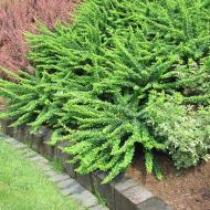 Растение Барбарис Тунберга Green Carpet d70-80 WRB