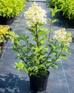 Растение Гортензия метельчатая Vanille-Fraise V21 h 60-70 WRB