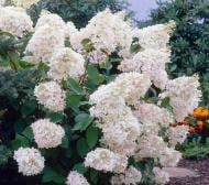 Растение Гортензия древовидная Grandiflora V21 h 70-80 WRB