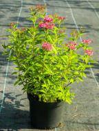 Растение Таволга японская Darts Red V20 h60+ d60+ WRB