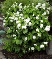 Рослина Садовий жасмин Minnesota Snowflake V21 100-120 WRB