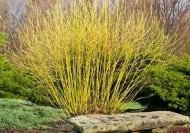 Растение Дерен отпрысковый Flaviramea L20 h120+ WRB