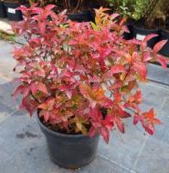 Растение Таволга японская Goldflame V21 h60 d50 WRB