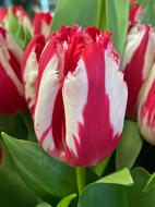 Цибулина тюльпана бахромчастого Хеппі Клоун 3 шт.