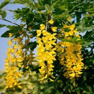 Растение Золотой альпийский дождь Laburnum alpinum 190 ВГ
