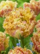 Луковица тюльпана бахромчатого махрового Эсприт 3 шт. Луковица тюльпана бахромчатого махрового Эсприт 3 шт.