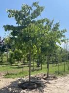 Растение Липа американская Tilia americana 350 ВГ