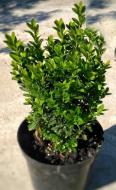 Рослина Самшит вічнозелений Buxus sempervirens 40 ВГ