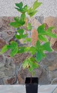 Растение Тюльпановое дерево Liriodendron tulipifera 250 ВГ