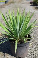 Растение Юкка нитчатая Yucca filamentosa 60 ВГ