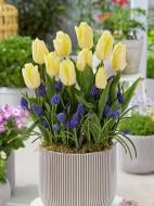 Луковица тюльпана простого раннего Санни Принс 3 шт.