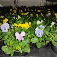 Растение Виола мелкая 10*15 (пр-во Украина)