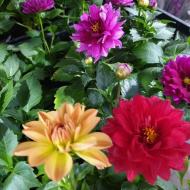 Растение Георгина 12*20 Dahlia микс (пр-во Украина)
