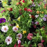 Растение Калибрахоа 12х20 (пр-во Украина)