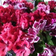 Рослина Пеларгонія 12*35 королівська (вир-во Україна)