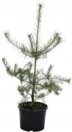 Сосна обычная Pinus sylvestris 25L H130-170 см