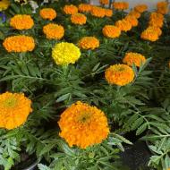 Растение Тагетес 9х10 микс (пр-во Украина)
