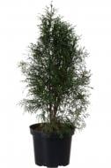 Растение Туя западная Изумруд С7,5