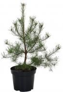 Сосна обычная Pinus sylvestris 15L H70-90 см
