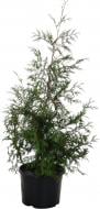 Саженец Гигантская Thuja standishii x plicata (для живых изгородей) 25L H130-160 см