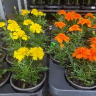 Рослина Чорнобривці 10х15 (вир-во Україна)