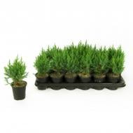 Растение Можжевельник 9х20 Stricta