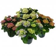 Рослина Гортензія 23*45 мікс