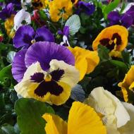 Растение Виола крупноцветковая 9х10 (пр-во Украина)