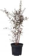 Растение Пузыреплодник / Physocarpus opulifolius Little Joker PBR С7,5