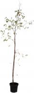 Растение Береза / Betula utilis jacquemonti C7,5