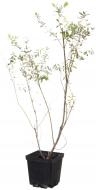 Растение Ива / Salix integra Hakuro-nishiki С5