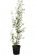Растение Береза / Betula pendula С4