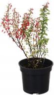 Растение Барбарис тумберга Maria С3