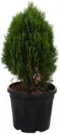 Растение Туя восточная Thuja orientalis Aurea Nana С20