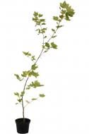 Растение Платан / Platanus acerifolia C10 h 160-180 см