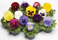 Растение Виола крупно и мелкоцветный d9