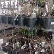 Растение Магнолия 19х60 ярко-розовая Susan Растение Магнолия 19х60 ярко-розовая Susan