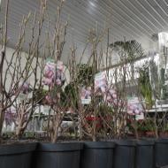 Растение Магнолия 21х80 розовая Soulangeana