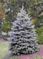 Ель колючая Picea pungens "Blue Diamant" h-160-180 см