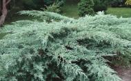 Рослина Ялівець віргінський h 160-180 см Juniperus virginiana "Grey Owl"