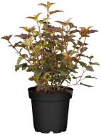Растение Пузыреплодник/ Physocarpus opulifolius Andrea С 2 H 30-40